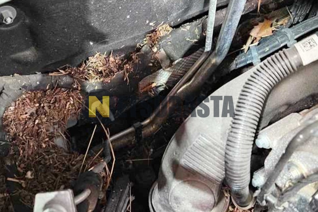 Ford Focus 1.0 EcoBoost 2022